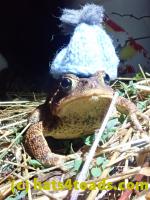 /home//u458753944/public_html/sourcegallery///////Roxborough Toad Detour/2022/2022-04-14 and 04-13/P4140997.JPG